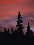 Silhouetted Evergreen Trees against a Colorful Evening Sky
