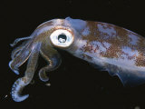 A Caribbean Reef Squid Swims Through Inky Black Water