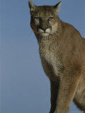 A Portrait of a Mountain Lion
