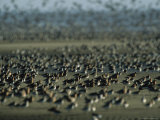 Huge Flock of Migratory Shorebirds  Including Red Knot Sandpipers
