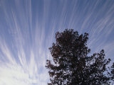 A Skyward View of a Tree against Cirrus Clouds and Blue Sky