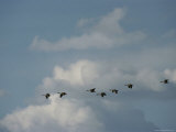Canada Geese over Red Rocks National Wildlife Refuge  Montana