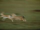 A Cheetah Chases a Gazelle