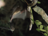 A Cuban Boa Dangles Waiting for a Passing Meal of Bat