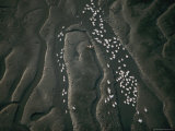 Pelicans and Other Shorebirds Frequent the Tidal Flats of Akanda