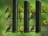 American Goldfinches Feed on Thistle Seed from a Garden Feeder