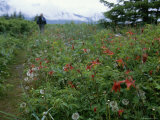 Blooming Red Western Columbines Next to Trail