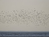 Huge Flock of Migratory Shorebirds