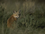 Red Fox Kit  Red Rocks National Wildlife Refuge  Montana
