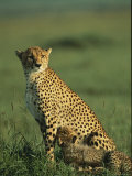 A Cheetah Nurses its Cub