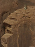 A Mountain Lion Surveys its Domain from Atop a Rock