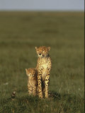 A Portrait of a Female Cheetah and Her Cub