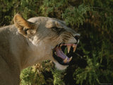 A Close View of a Snarling African Lioness