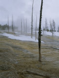 Dead Trees Killed by Runoff from Solitary Geyser