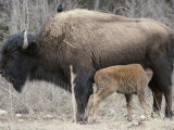 A Female Wood Buffalo Nurses Her Calf