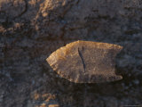 A Stone Point Found at the Arch Lake Archeological Site