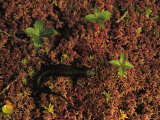 Rough-Skinned Newt