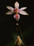 Close View of a Rare Tetramicra Malpighiarum Orchid