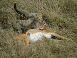 Juvenile Cheetahs Investigate an Impala Killed by Their Mother