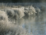 Frost Covers Grasses Along a Steamy Creek in Yellowstone National Park