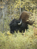 Close View of a Wood Buffalo in Mackenzie Bison Sanctuary