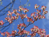Spring Flowers  Pink Dogwood  Mid-May  Massachusetts