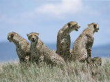 A Cheetah Family