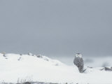 A Juvenile Snowy Owl in a Snowy Landscape