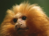 A Portrait of a Golden Lion Tamarin
