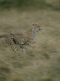 A Cheetah Running Through Grassland in Masai Mara National Reserve