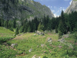 An Alpine Meadow Blooming with Wildflowers