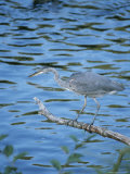 A Great Blue Heron on a Tree Limb Watches for Fish in the Water Below