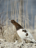 A Willow Ptarmigan Near a Clump of Tall Grasses