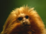 A Portrait of a Golden Lion Tamarin