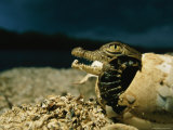 An American Crocodile Wriggles Free of its Shell on a Beach