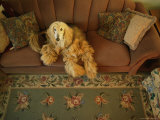 An Afghan Hound Lies on a Sofa