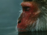 A Japanese Macaque (Macaca Fuscata)  or Snow Monkey  Enjoys a Swim