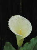 Water Droplets on a Calla Lily