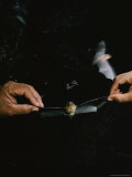 A Pair of Hands Stretch out the Wings of a Natalus Lepidus Bat