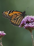 Monarch Butterfly (Danaus Plexippus) Perched on a Flower