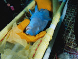 A Sedated Parrotfish Lies in a Stretcher to Receive a Transmitter
