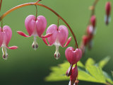 Spring Flowers  Dutchmans Breeches (Bleeding Hearts) Mid-May