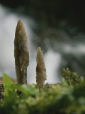Close View of Prehistoric Stone Hunting Points