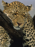 Close View of Leopard Sleeping in Tree