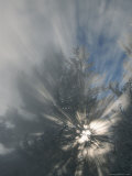 Sunlight Streams Through Steam in Evergreen Trees