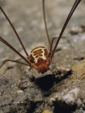 A Harvestman Hunts on the Cave Floor