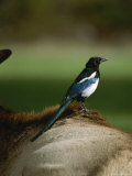 A Magpie Sits on the Back of an Elk