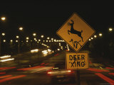 A Deer-Crossing Sign in the Middle of Roosevelt Boulevard