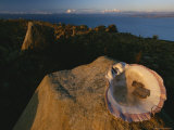 A Bivalve Shell Balanced on a Rock Above Lake Titicaca