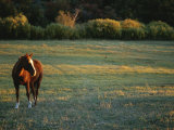 A Horse in a Field at Twilight